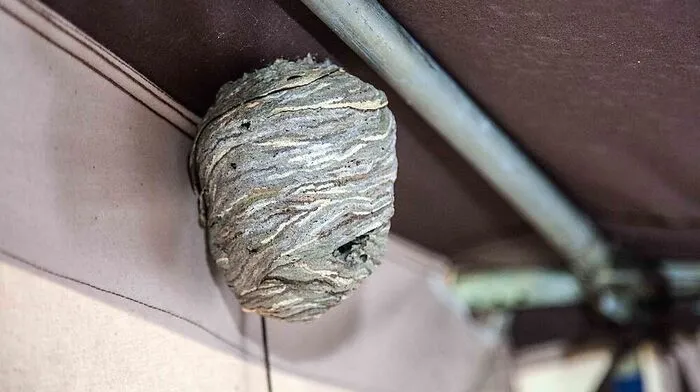 Die Hornissen waren in einem Zelt
