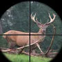 Kranker Hirsch im Visier