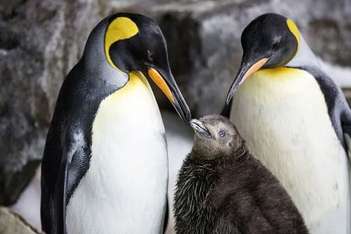 Von dort erreichte uns zum Aktionstag die Geschichte der beiden Pinguin-Damen "Thelma" und "Louise": Die zwei miteinander verbandelte Pinguin-Weibchen haben in einem neuseeländischen Tierpark ein Küken adoptiert und umsorgen es liebevoll. 