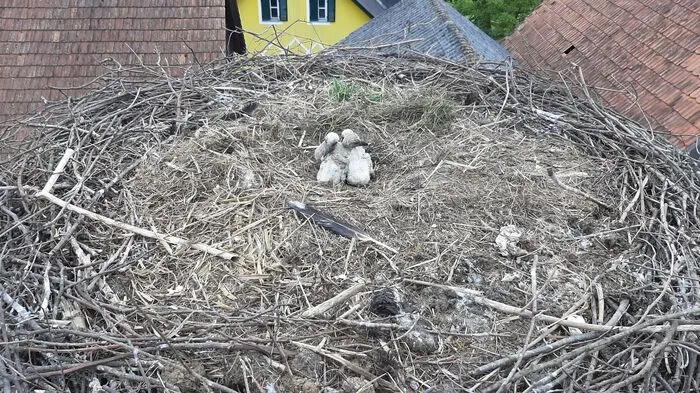 Josef Haberl, Storchenbeauftragter der Berg- und Naturwacht rettete die Küken. Klicken Sie sich durch weitere Bilder.