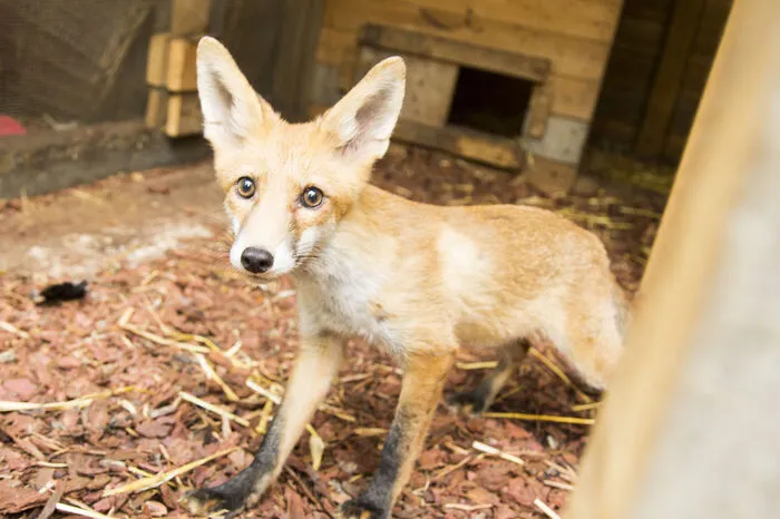 ... Fuchs - hier wird den Tieren geholfen.