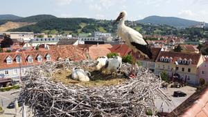 Drei Jungstörche gibt es heuer am Draxlerhaus am Weizer Hauptplatz