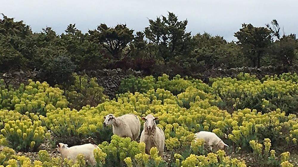 Auf Cres begegnet man außerhalb der Saison definitiv mehr Schafe als Menschen