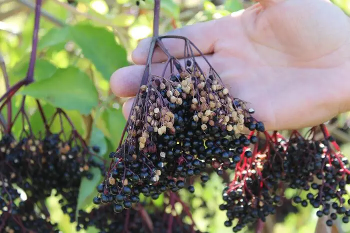 Sonnenbrandschäden bei Holunderbeeren