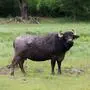 So gut wie diesem Wasserbüffel ist es einem Artgenossen in Kärnten nicht gegangen (Symbolfoto)