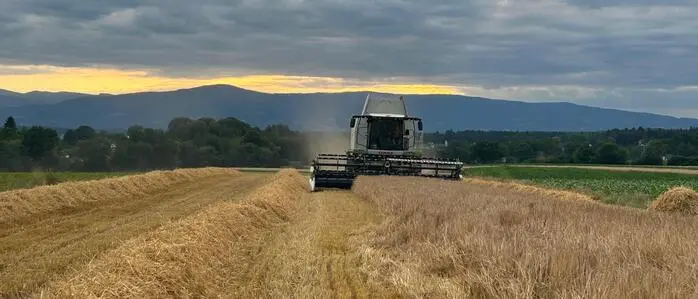 Viele Landwirte mussten früher als üblich mit der Ernte starten