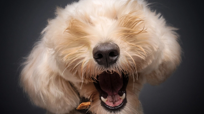 „Kuckuck, a daa!!“ Oder wie es auf Englisch heißt: „Peek-a-boo!!!“ - Bernard Sims Golden Doodle spielt Verstecken! 