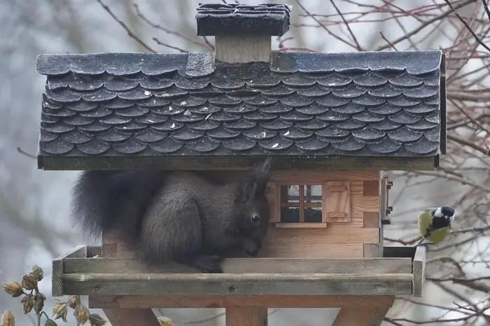 Für Überraschung dürfte dieses Eichhörnchen als Gast im Vogelhaus gesorgt haben. Der Schnappschuss gelang Kurt Niederberger aus Kindberg
