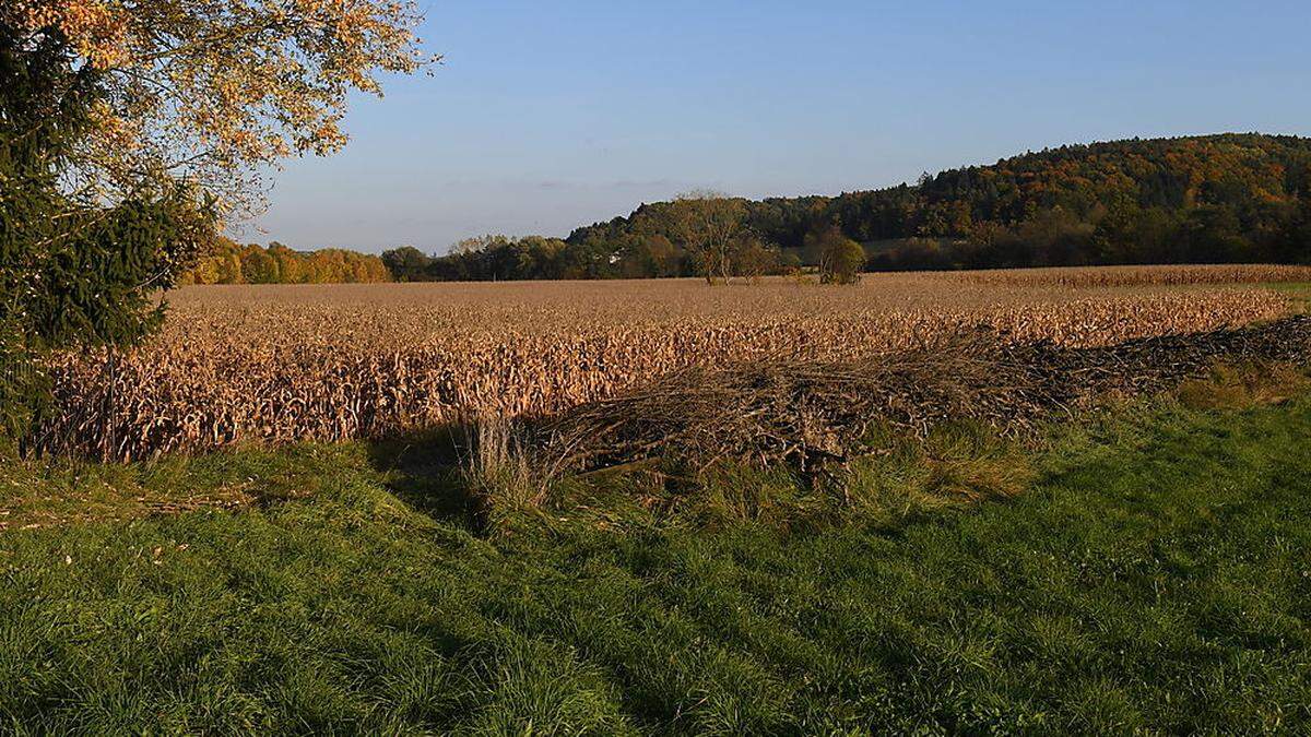 Dieser Acker in Obergroßau wird zum Gewerbegebiet