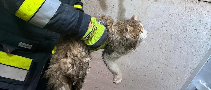 Die Katze ist wohlauf