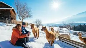Energie tanken bei den Alpakas am „Green Care Auszeithof“ Stauder am Hühnersberg