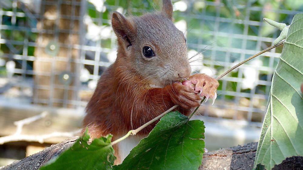 Das Eichhörnchen Pippilotta ist wieder fit für die Freiheit