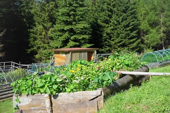 Das Gemüse zieht Martha Reischl im eigenen Garten auf der Alm.