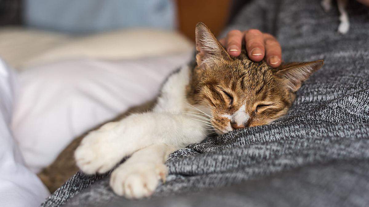 Die Besitzern brachte die Katze umgehend zum Tierarzt. Dieser stellte die Vergiftung fest (Sujetbild)