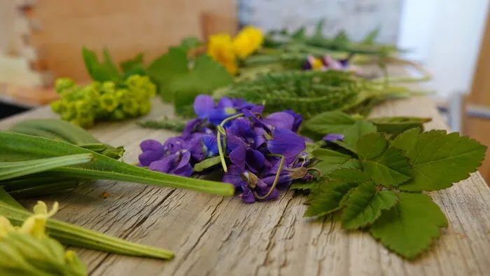 Frische Frühlingskräuter aus Tragners "Sonnengarten"