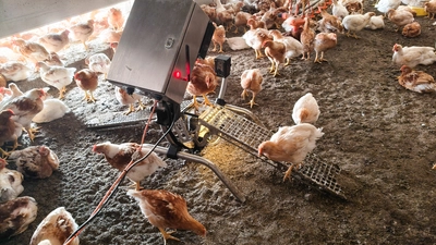 Das Foto zeigt einen Hühnerstall in dem der Chicken-Watcher angebracht ist
