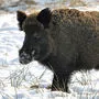Jäger wollen die Vermehrung der Wildschweine eindämmen