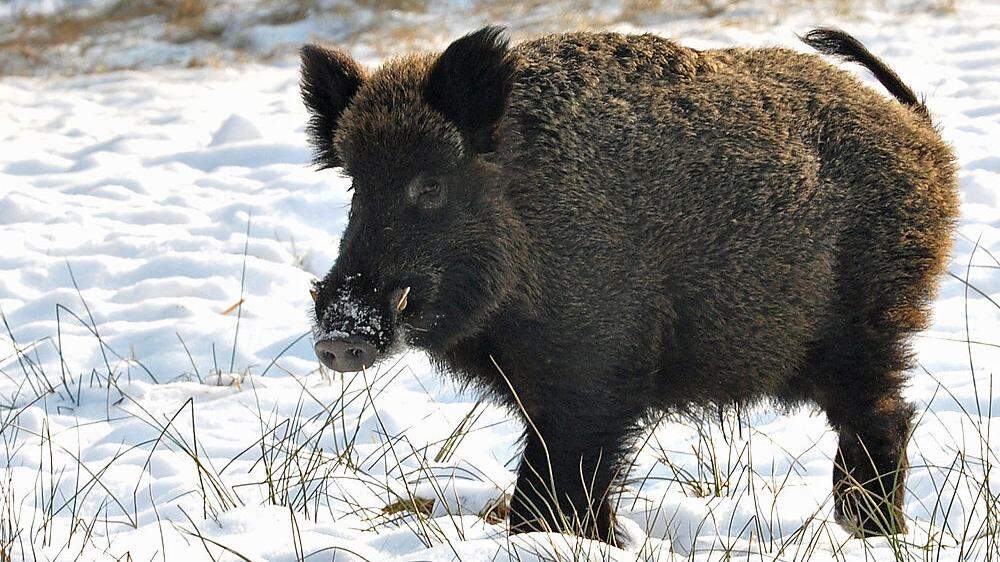 Jäger wollen die Vermehrung der Wildschweine eindämmen