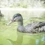 Ruhezone für Enten und Gänsesäger soll kommen