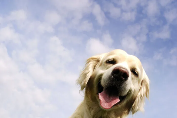 In Gold oder Creme: 2792 Golden Retriever sind in der Steiermark gemeldet. Sie sind die zweitliebsten Rassehunde der Steirer.