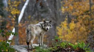 Der Wolf lässt im Ausseerland die Wogen hochgehen 