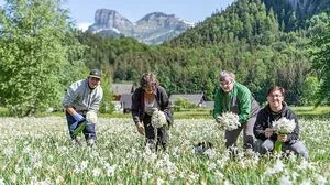 Familie Freismuth: Jacob, Barbara, Selma und Philip pflücken in Obertressen
