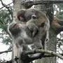181 Japanmakaken leben aktuell am Affenberg 