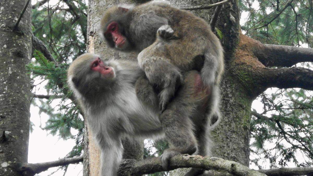 181 Japanmakaken leben aktuell am Affenberg 