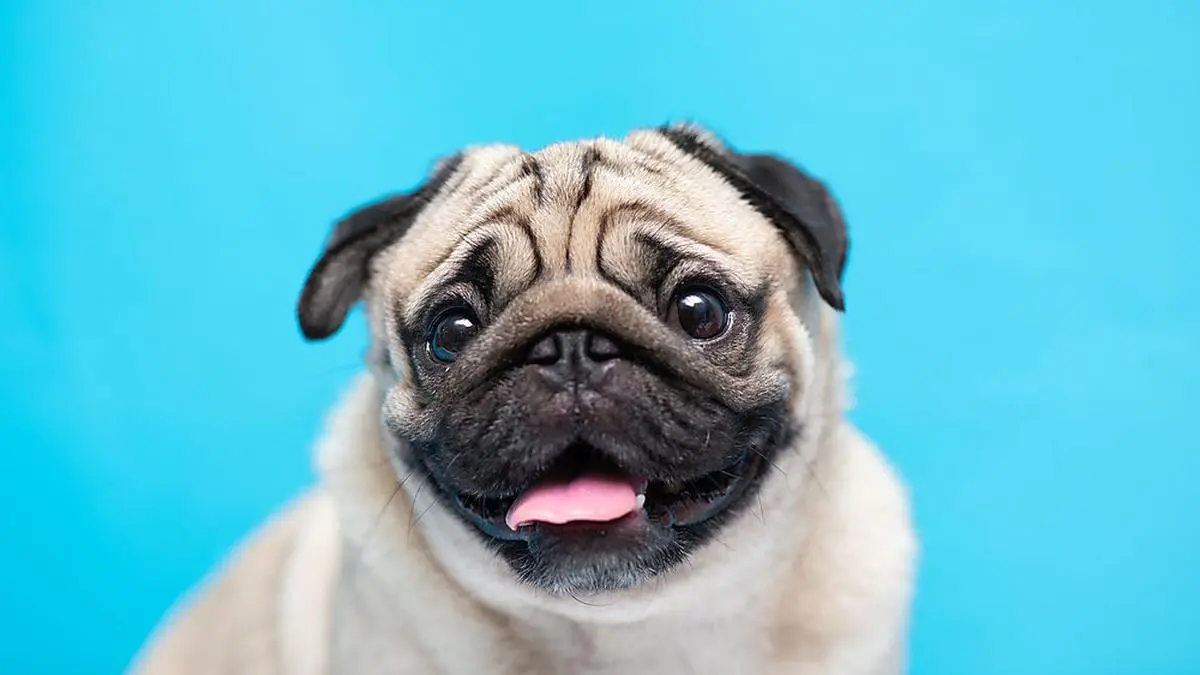 Der Mops ist eine Rasse, die oft in Zusammenhang mit Qualzucht gebracht wird