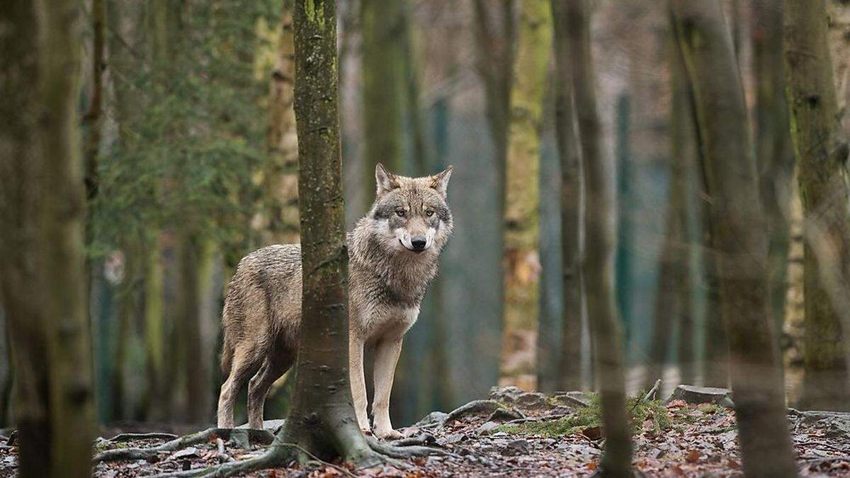 Auch ein Wolf wurde bereits einmal im Bezirk gesichtet