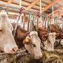 Die wirtschaftliche Situation von Milch- und Mutterkuhbauern ist seit Jahren prekär