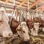 Die wirtschaftliche Situation von Milch- und Mutterkuhbauern ist seit Jahren prekär