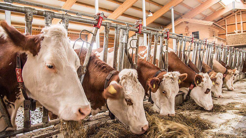 Die wirtschaftliche Situation von Milch- und Mutterkuhbauern ist seit Jahren prekär