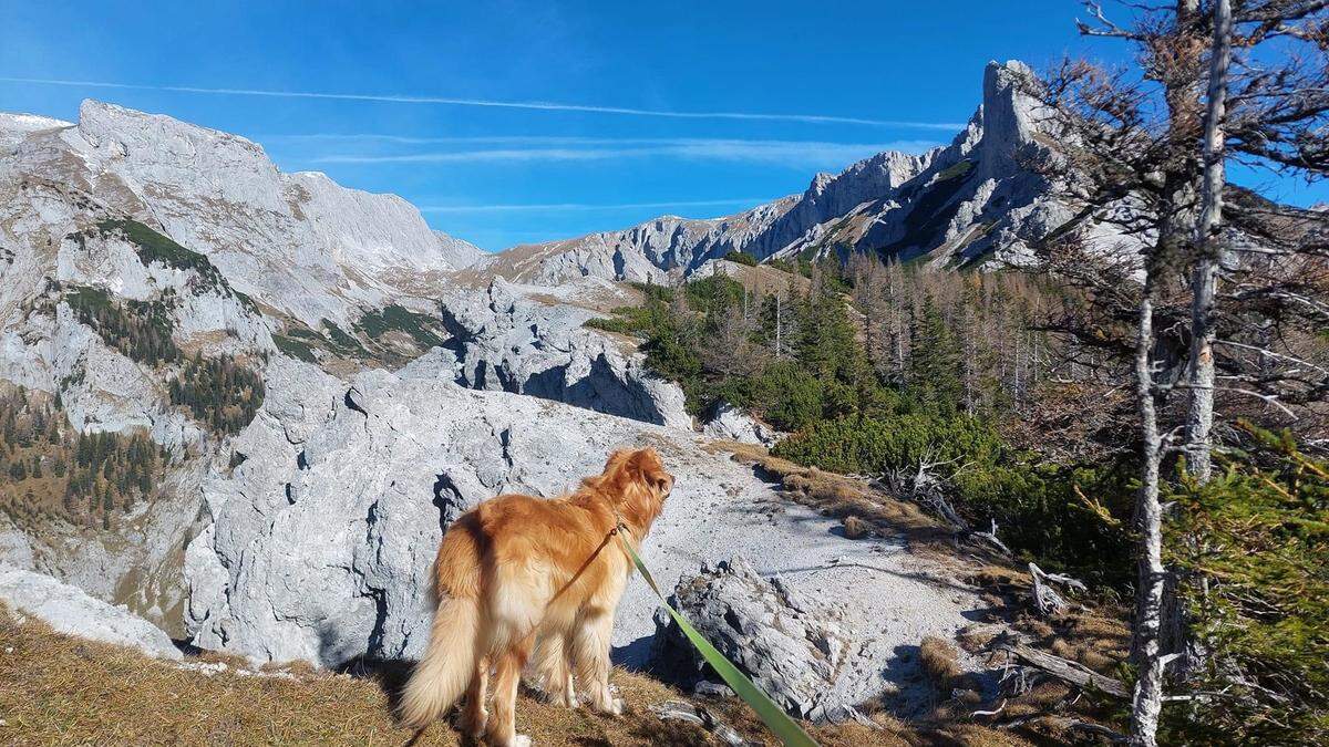 Auch Hunde müssen trainiert sein und brauchen genügend Wasser, wenn sie ihre Besitzer auf Wanderungen ins alpine und hochalpine Gelände begleiten