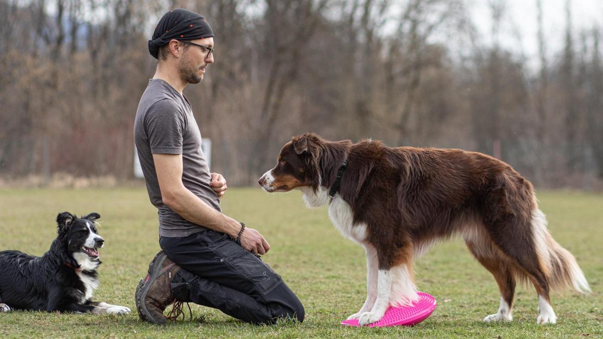 Hundemasseur Georg Sostaric