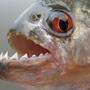 Die scharfen Zähne sind das Markenzeichen der südamerikanischen Piranhas.