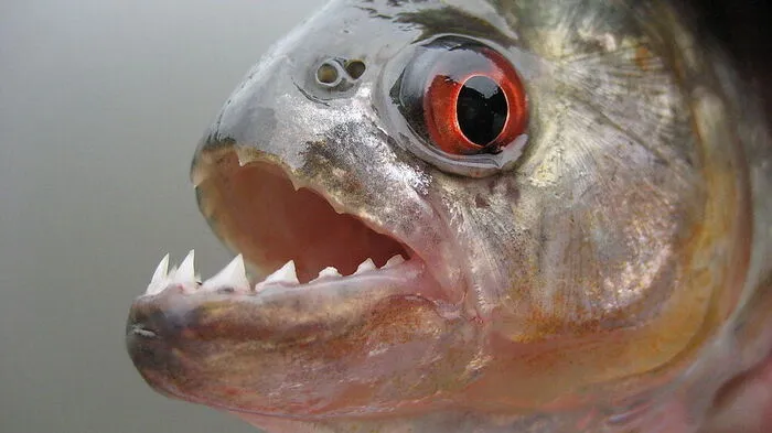 Die scharfen Zähne sind das Markenzeichen der südamerikanischen Piranhas.