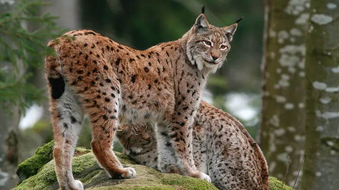 Der Eurasische Luchs mit seinen unverkennbaren Pinselohren und dem kurzen Schwanz ist das Tier des Jahres. Er war in Österreich bereits ausgestorben, ist seit den 1970er Jahren in manchen Regionen wieder heimisch. Spannendes Detail: Der Luchs ist als typischer Waldbewohner nicht nur schneller Kurzstreckenläufer sondern auch geschickter Kletterer mit ausgezeichnetem Seh- und Gehörsinn. Eine Maus hört er auch, wenn sie 50 Meter entfernt ist.