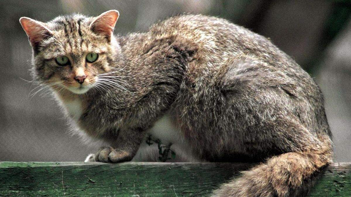 Symbolbild: Europäische Wildkatzen ähneln getigerten Hauskatzen, sind allerdings stämmiger, kräftiger und dichter behaart