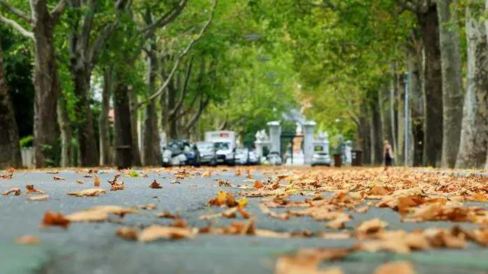 Blick in die Eggenberger Alle, wo es derzeit aussieht wie im Herbst