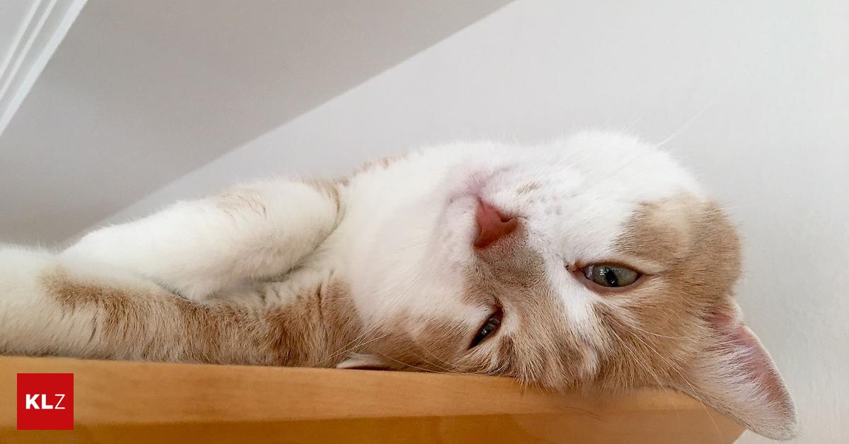 Expertentipp Der Kater markiert in der Wohnung Hilfe, was soll ich tun!