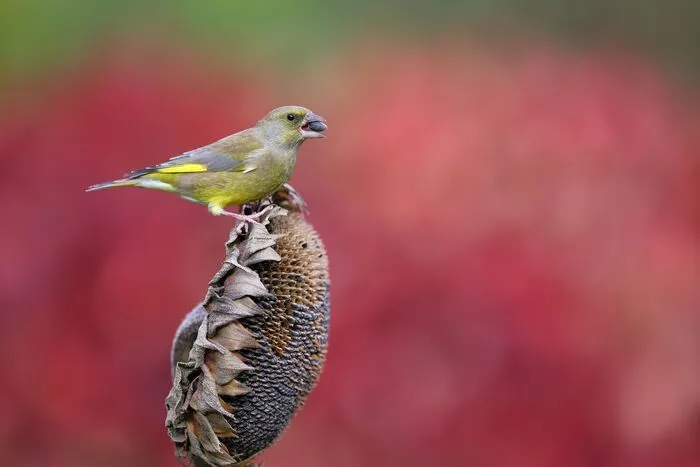 Der Grünfink bedient sich an der Sonnenblume - im Sommer Pollenquelle für Insekten, bietet sie nun den heimischen Vögeln Nahrung.