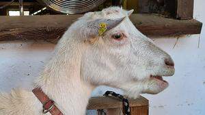 Ziege „Sissi“ wurde Anfang Dezember auf einem Hof in Großwilfersdorf von Unbekannten ihres Barts beraubt
