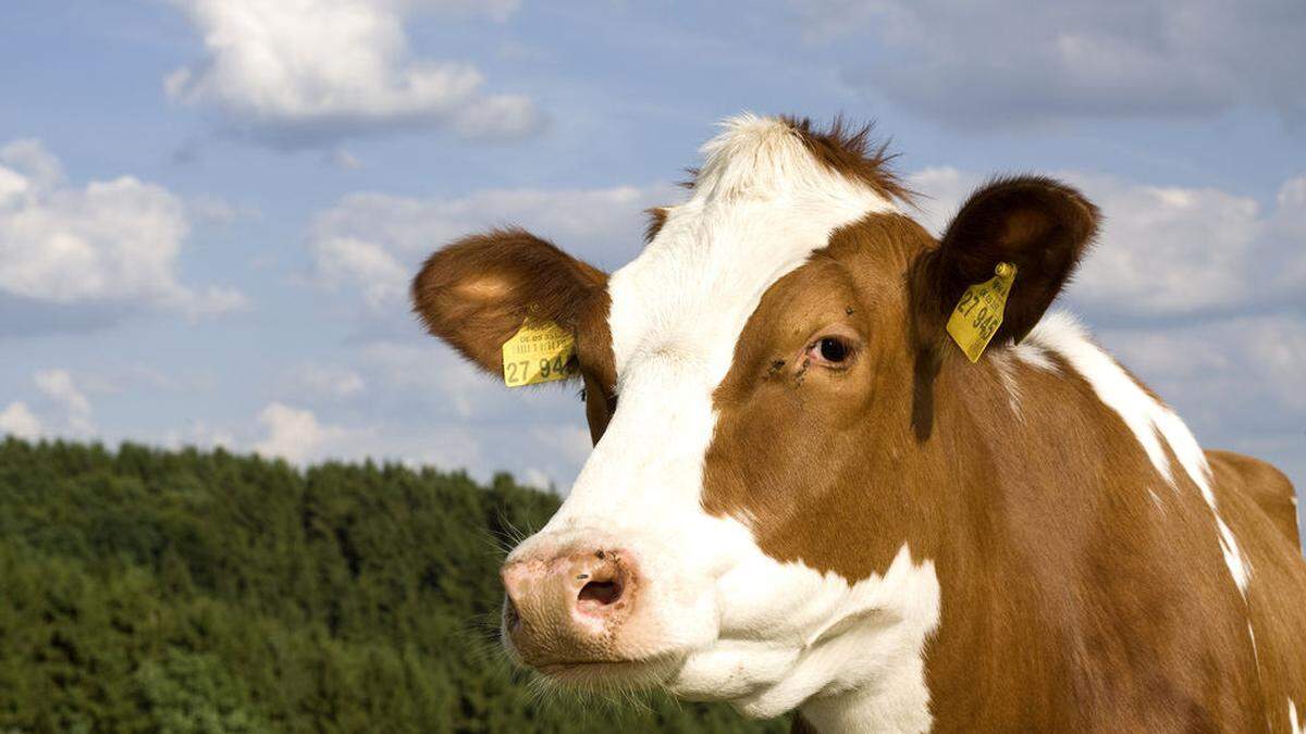 Eine Kuh wurde von einem Tierquäler verletzt (Symbolfoto)