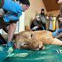 Die beiden Löwen werden zurzeit medikamentös behandelt
