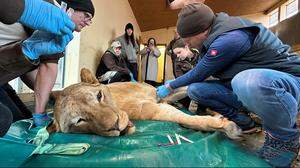 Die beiden Löwen werden zurzeit medikamentös behandelt