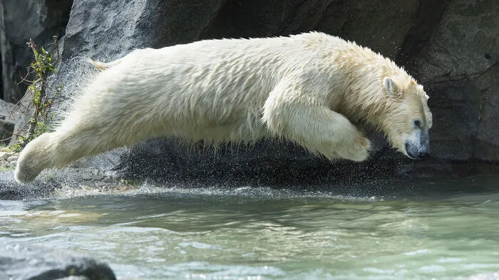 Nicht nur die Freibäder und Badeseen sind in diesen Tagen gut besucht, auch einige Tiere im Tiergarten Schönbrunn trotzen der Hitze im kühlen Nass. Mit einem kühnen Sprung ins Becken erfrischen sich zum Beispiel die Eisbären Lynn und Ranzo. Wie der Tiergarten in einer Aussendung am Donnerstag berichtete, tauchen Wasserschweine einfach ab, während Tapire lieber planschen.  
