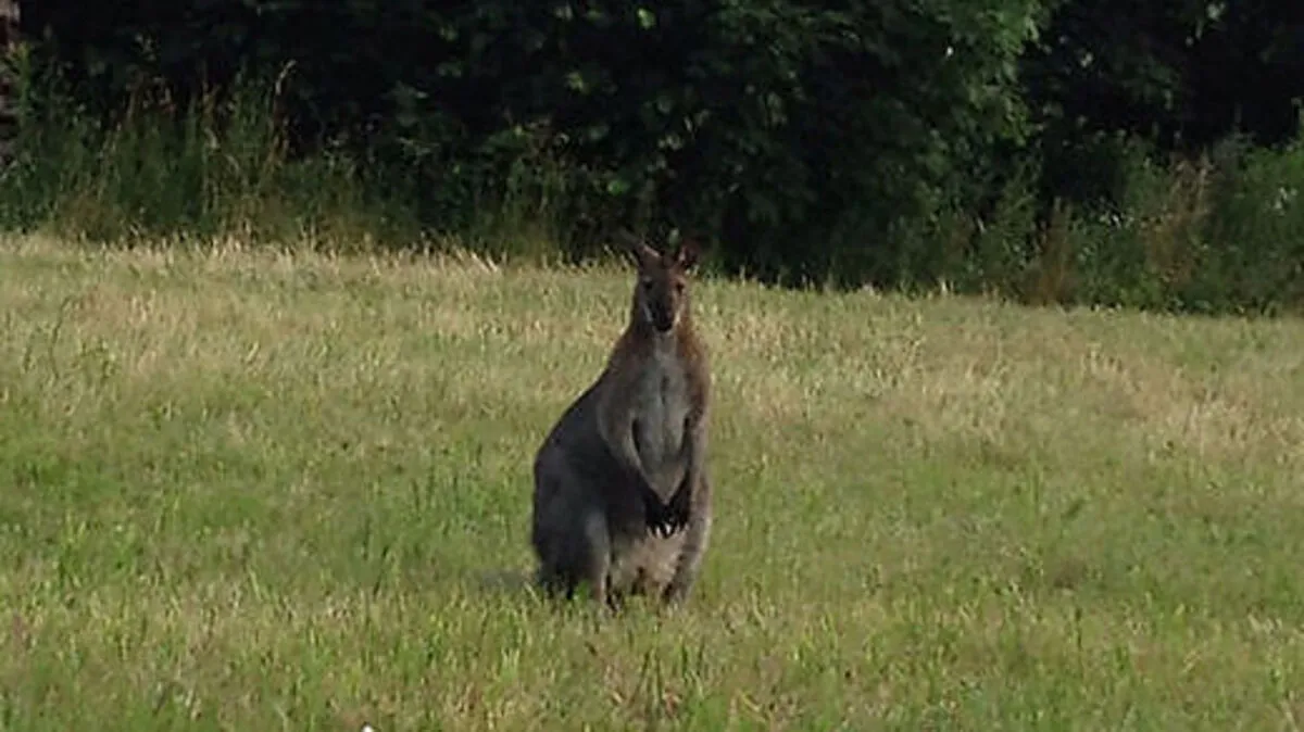 Tödliches Ende für den Ausreißer 