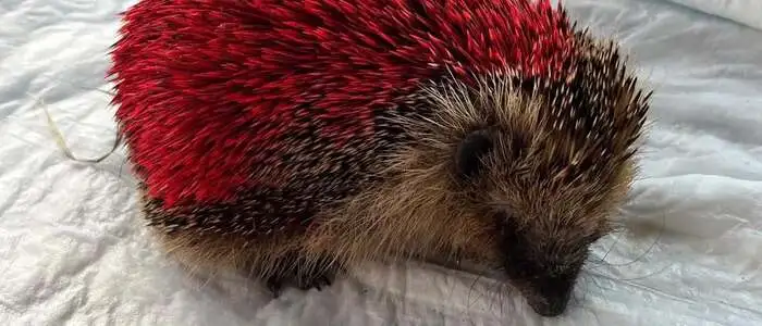 Roter Igel