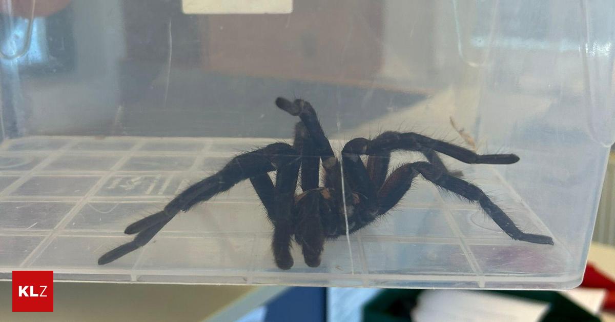 Besitzer-unbekannt-Schock-in-Knittelfeld-Frau-findet-Riesenvogelspinne-in-ihrer-K-che